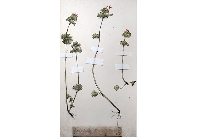 Ortiga mansa. 27 x 18 cm. T�cnica mixta sobre papel.