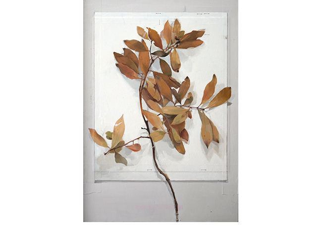 Laurel. 62 x 41 cm. �leo sobre papel y tabla.