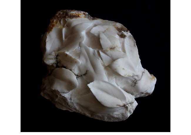 Plantas F�siles. Alabastro. 30 x 23 x 9 cm,