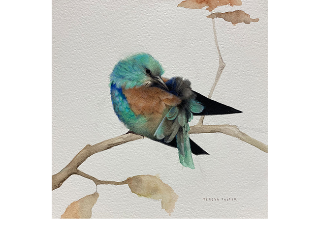 Carraca europea. Acuarela y l�piz. 16 x 16cm. Enmarcado.