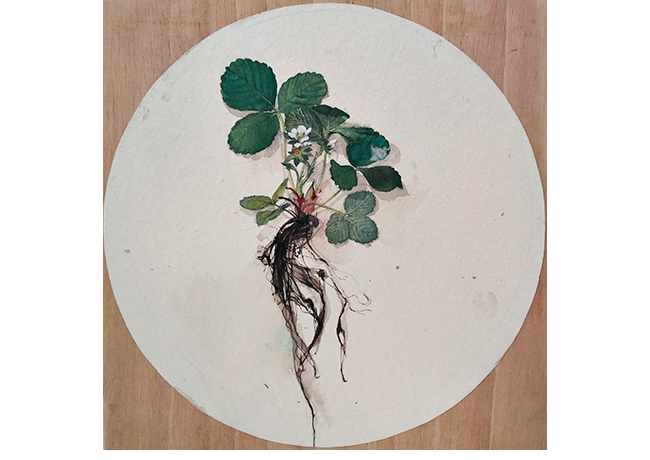 Fresa arrancada. 38 x 38 cm. Acuarela y temple sobre papel de trapos encolado a tabla.
.