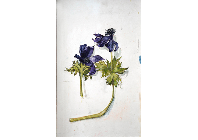 A�n aguantan, flores moradas. 31,5 x 20 cm. Acuarela sobre tabla.